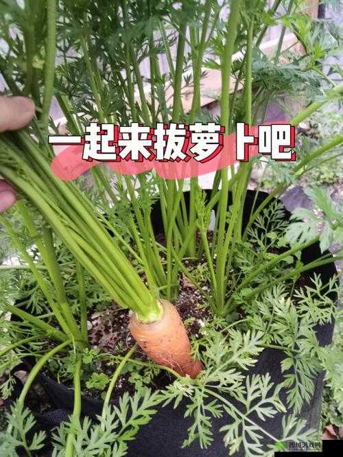 拔萝卜又叫降黄9.1:一个有趣的说法
