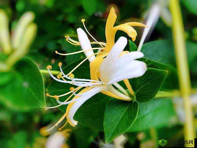 极致沉迷 TXL 金银花:探索性与美的极致