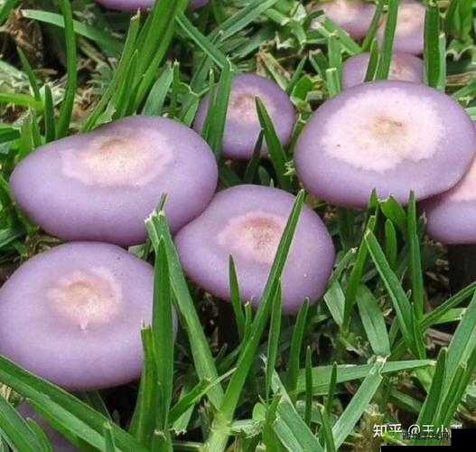 紫色的蘑菇根很粗大能吃吗:探寻真相