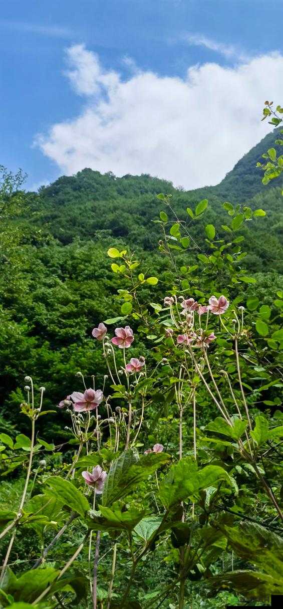 野花免费观看:自然之美等你来赏