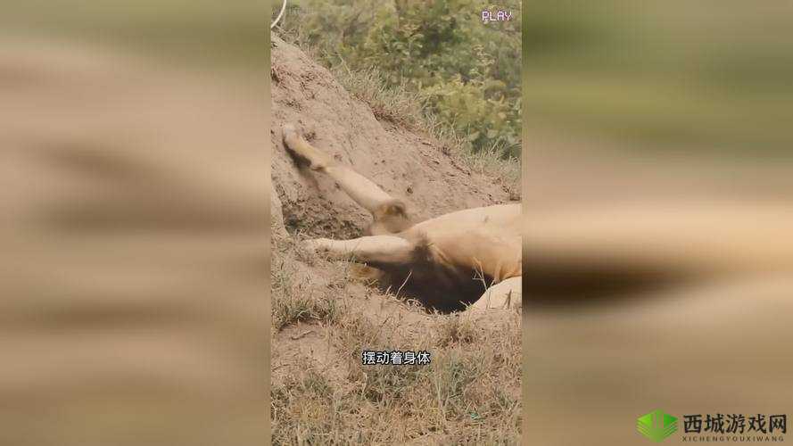 欧美性猛交 XXXX 乱大交蜜桃:探索人类最原始的欲望