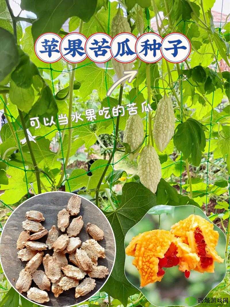 苦瓜色影视:呈现精彩绝伦的视觉盛宴之旅