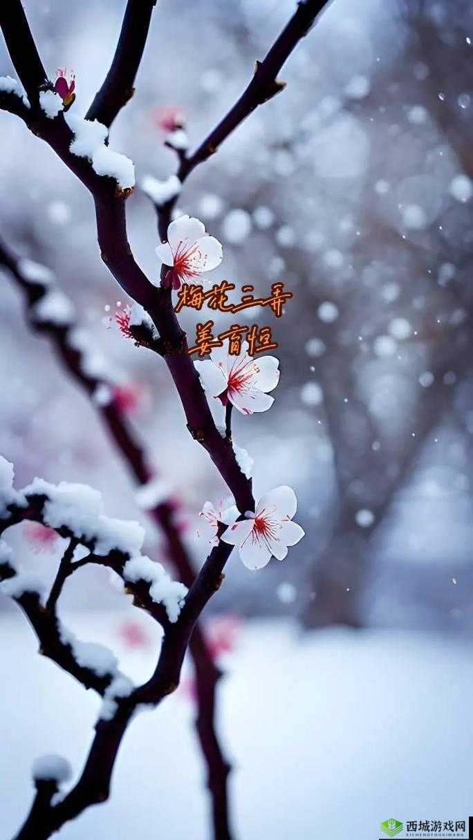 梅开二度梅花三弄:探寻传统艺术魅力的精彩华章