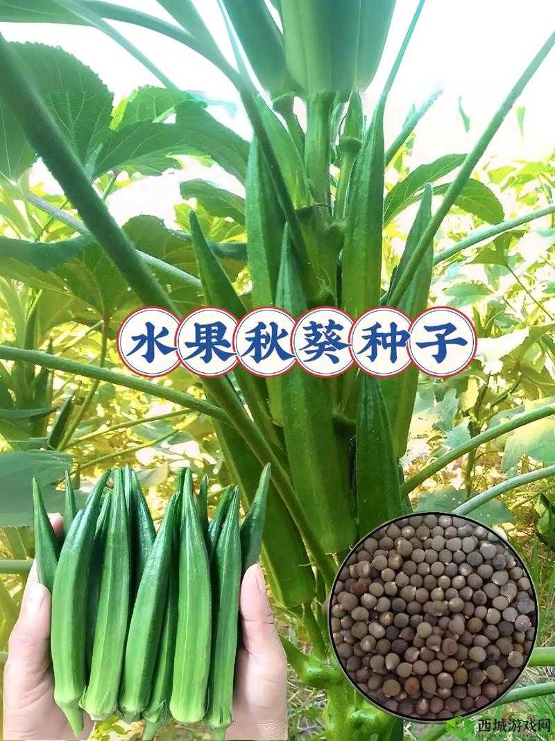 秋葵、茄子、丝瓜、绿巨人苹果在线观看:探索植物的奥秘