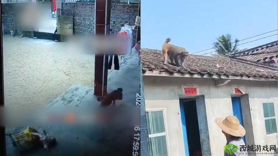 两个人生猴子全程不盖被子:一场疯狂的冒险之旅