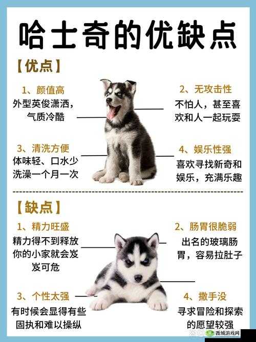 天涯明月刀手游狗怎么获得?哈士奇获取攻略