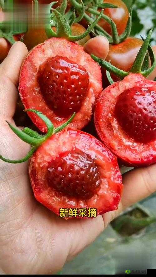 草莓视频18禁免费观看:最新高清资源一网打尽,畅享无广告极致体验