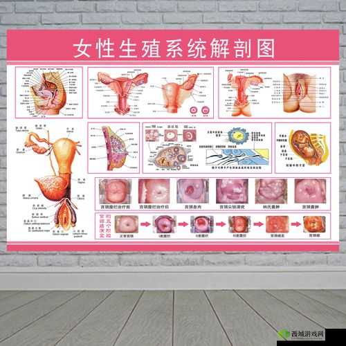探索女性生殖高清特写HD:深入了解女性生理结构与健康知识